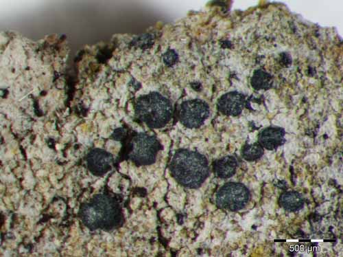 [Psilolechia? indet.]