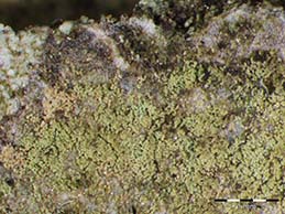 [Pyrrhospora quernea]