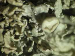 [Ramalina Ramalina breviuscula]