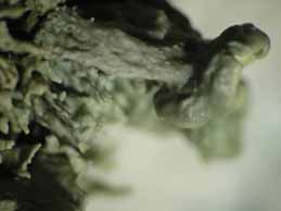 [Ramalina Ramalina breviuscula]