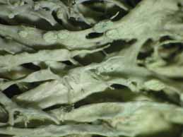 [Ramalina farinacea]