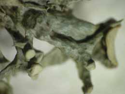 [Ramalina fastigiata]