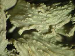 [Ramalina requienii]