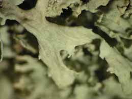 [Ramalina requienii]