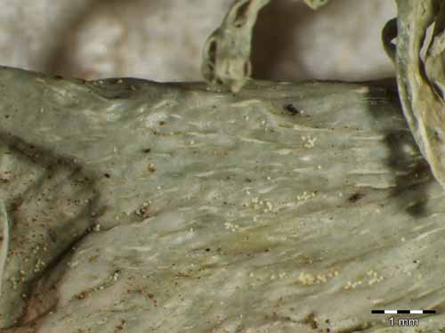 [Ramalina fraxinea]