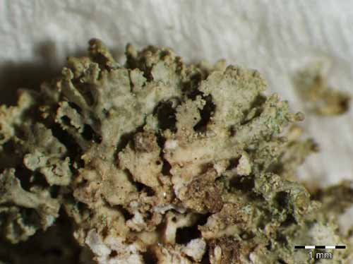 [Ramalina scoriseda]