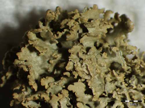 [Ramalina scoriseda]