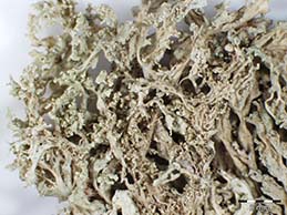 [Ramalina pontica]