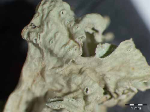 [Ramalina canariensis]