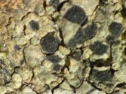 [Rhizocarpon reductum]