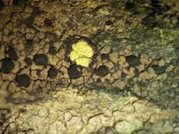 [Rhizocarpon polycarpum]