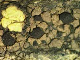 [Rhizocarpon polycarpum]