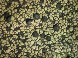 [Rhizocarpon distinctum]