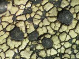 [Rhizocarpon distinctum]