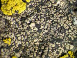 [Rhizocarpon distinctum]