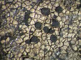 [Rhizocarpon distinctum]