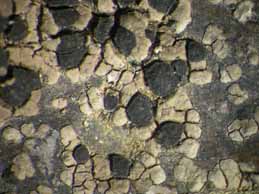 [Rhizocarpon richardii]