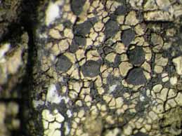 [Rhizocarpon richardii]