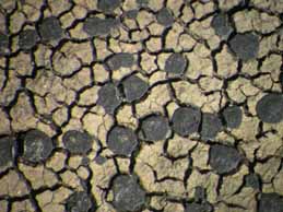 [Rhizocarpon polycarpum]