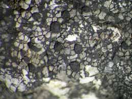 [Rhizocarpon distinctum]