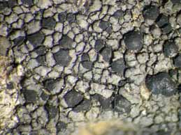 [Rhizocarpon distinctum]