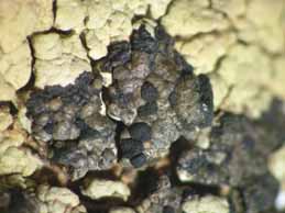 [Rhizocarpon epispilum]