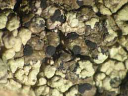 [Rhizocarpon epispilum]