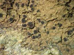 [Rhizocarpon reductum]