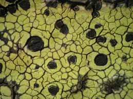 [Rhizocarpon lecanorinum]