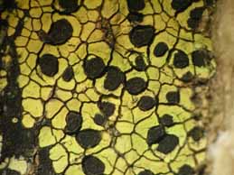 [Rhizocarpon geographicum]