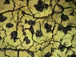 [Rhizocarpon geographicum]