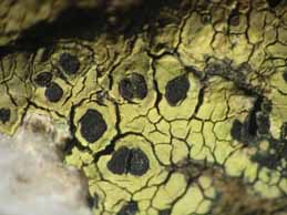 [Rhizocarpon lecanorinum]