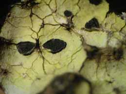 [Rhizocarpon geographicum]