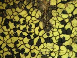 [Rhizocarpon geographicum]