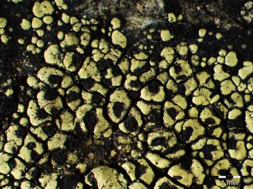 [Rhizocarpon macrosporum]