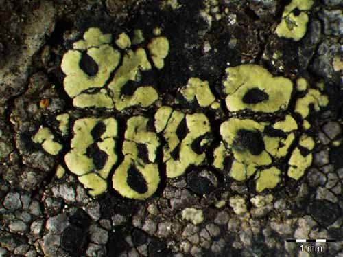 [Rhizocarpon macrosporum]