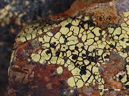 [Rhizocarpon macrosporum]