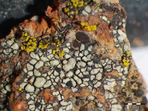 [Rhizocarpon viridiatrum]