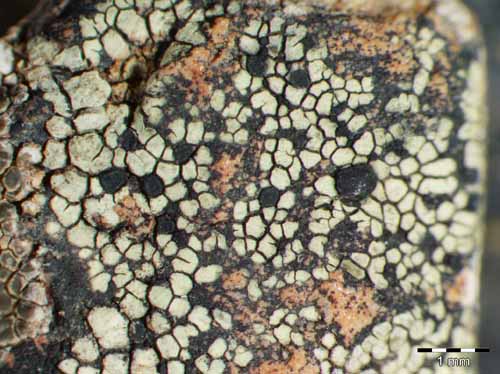 [Rhizocarpon viridiatrum]