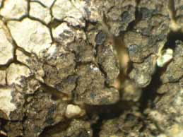 [Rimularia insularis]