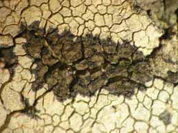 [Rimularia insularis]