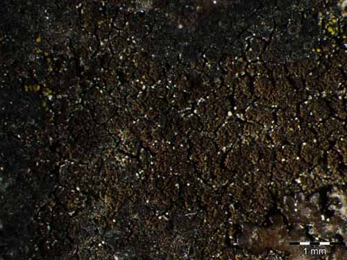 [Rimularia furvella]