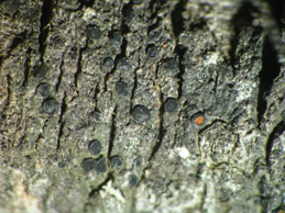 [Rinodina cf. kalbii]