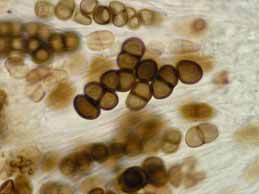 [Rinodina obnascens]