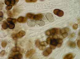 [Rinodina obnascens]