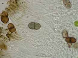 [Rinodina obnascens]