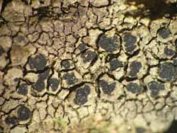 [Rinodina luridescens]