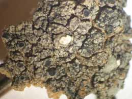 [Rinodina obnascens]