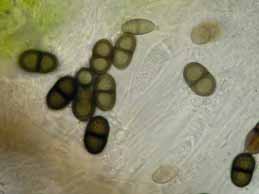 [Rinodina obnascens]