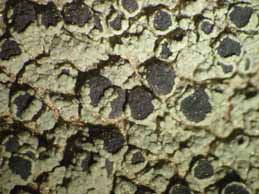 [Rinodina confragosa]